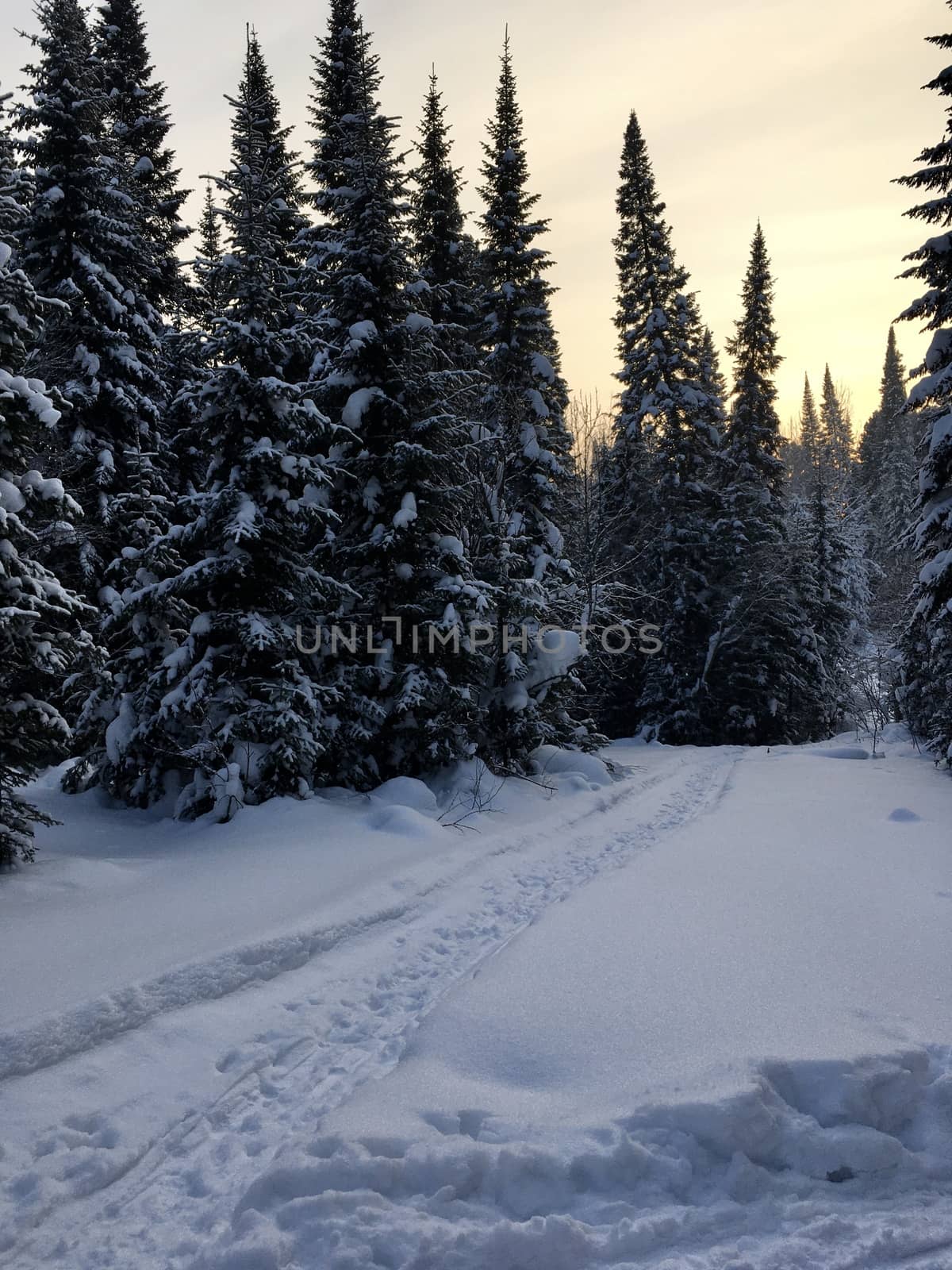 Beautiful landscape of forest in wintertime, majestic high pine trees covered with snow in mild light, beauty of winter nature by AnatoliiFoto