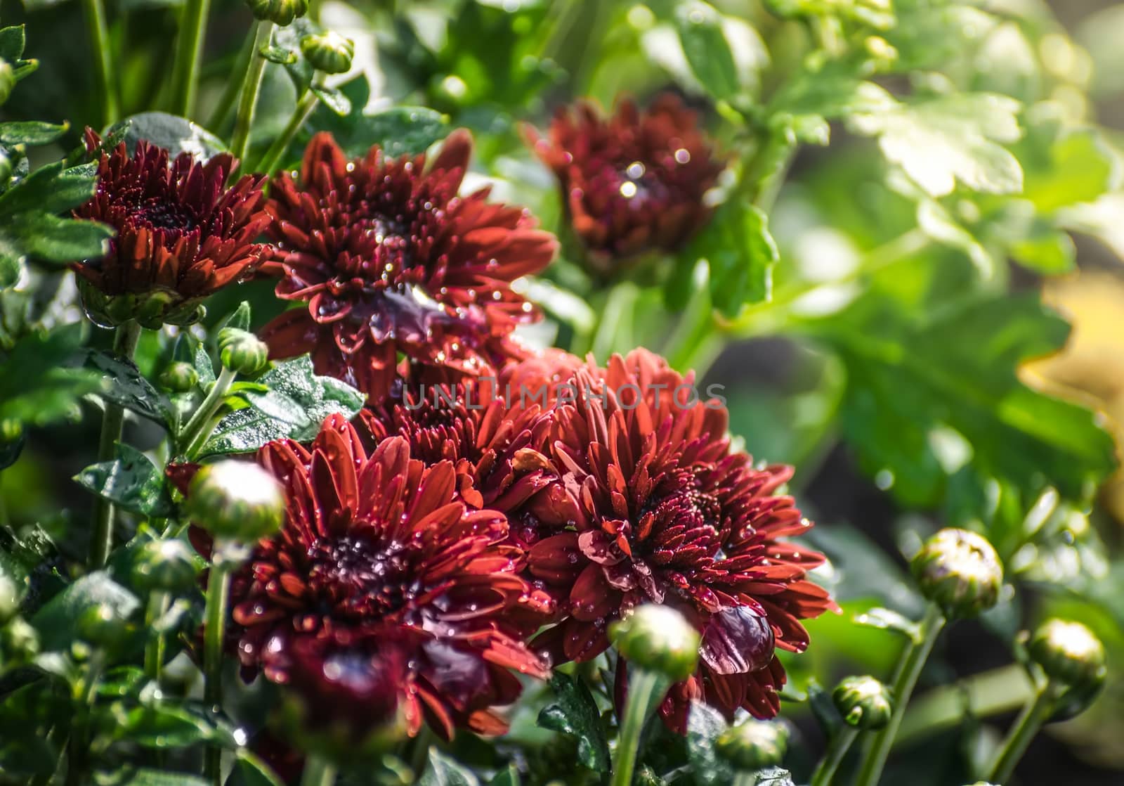 Flower of chrysanthemum in drops after a rain on a summer sunny day close up on blurred background