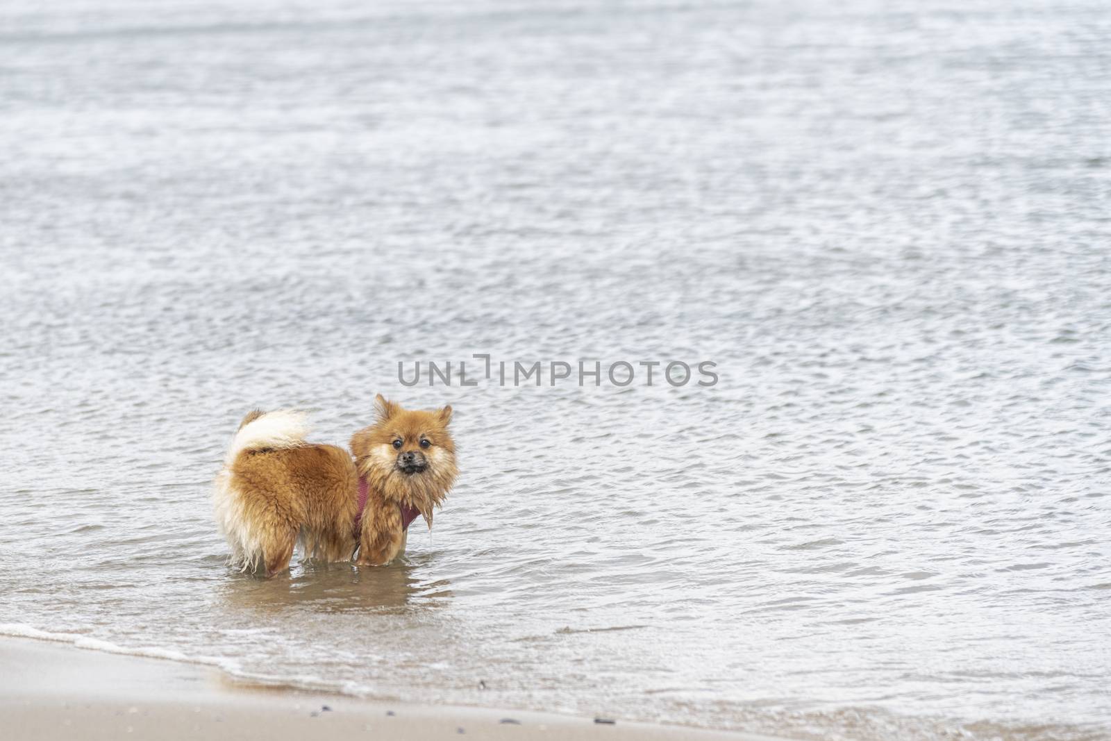 Little creamy brown fox color Norfolk Terrier dog playing with the salty sea water and running on the beach of the North Sea at Scheveningen, Netherlands