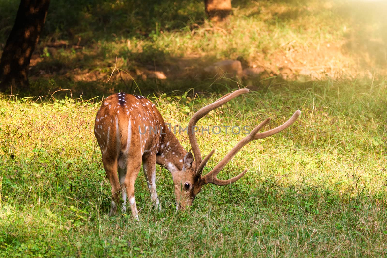 Beautiful male chital or spotted deer in Ranthambore National Park, Rajasthan, India by dimol