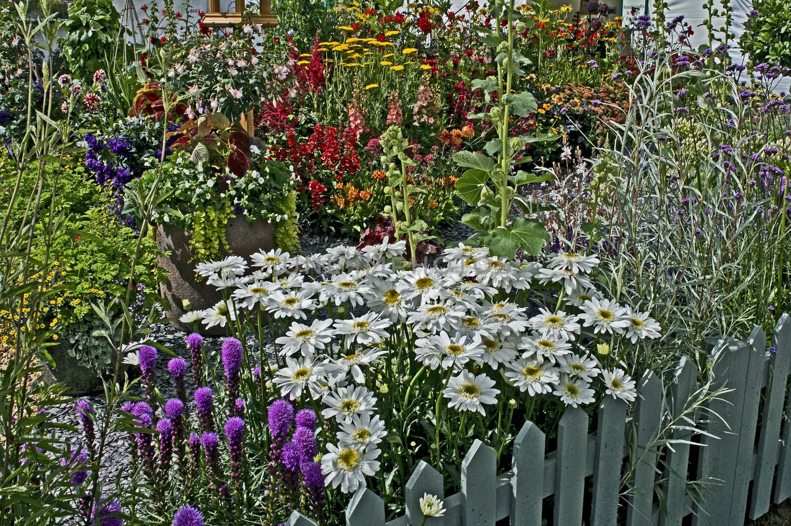 Close up of a flower border with Leucanthemum x superbum 'Wirral Supreme' and Liatris in a Cottage garden