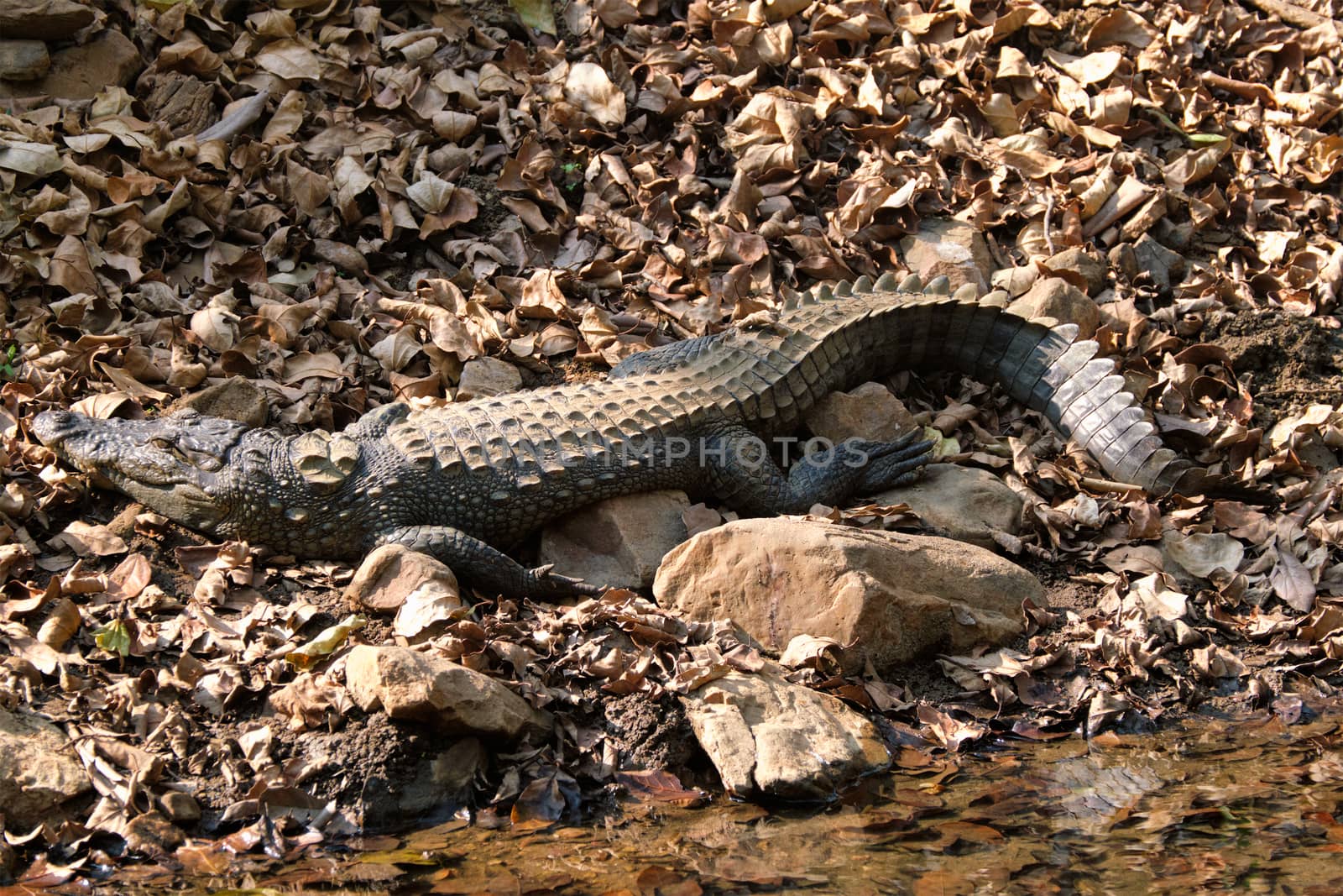Snub Nosed Marsh Crocodile mugger crocodile (Crocodylus palustris) is a crocodilian native to freshwater in India. Ranthambore National Park, Rajasthan, India