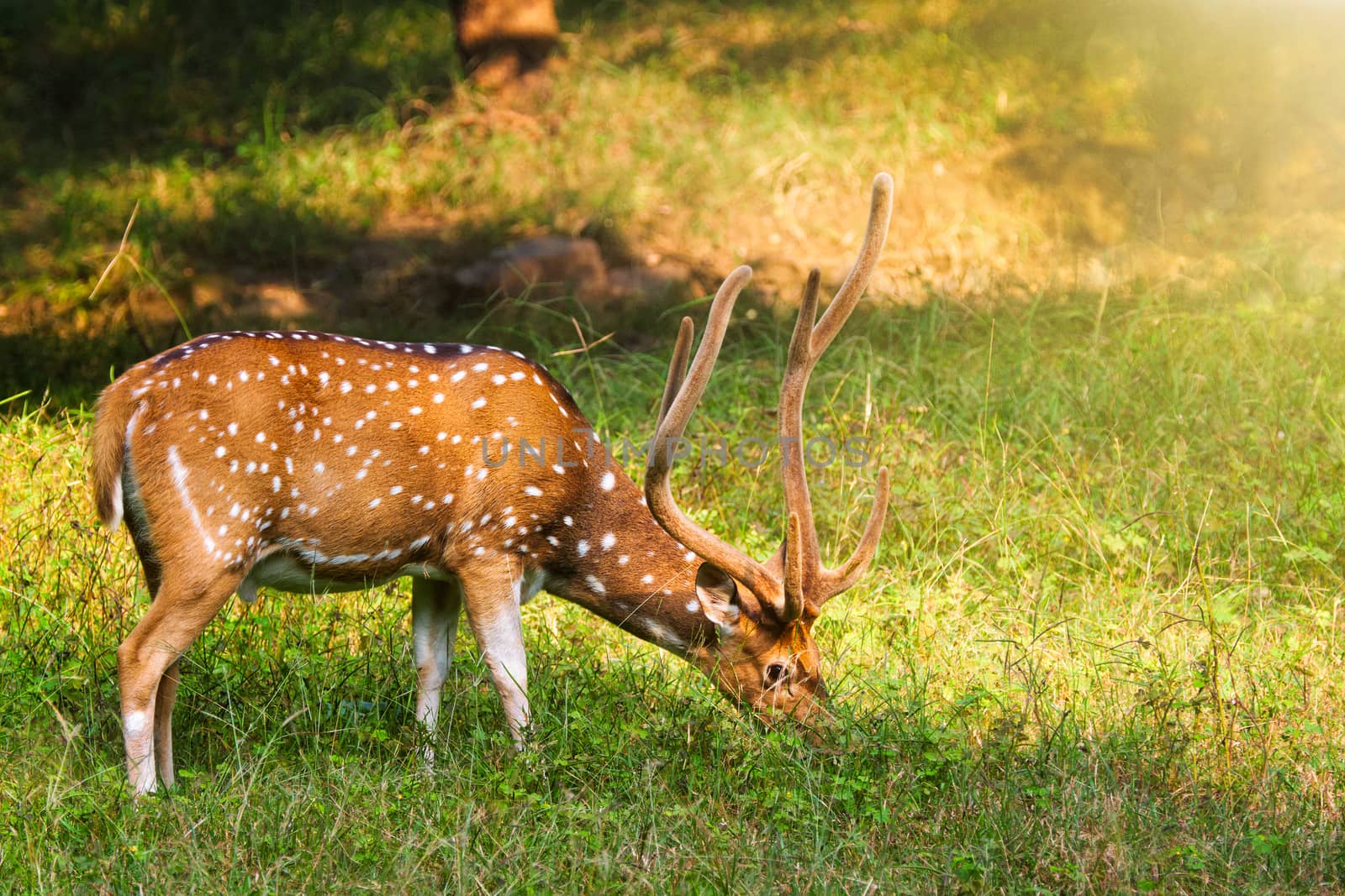 Beautiful male chital or spotted deer grazing in grass in Ranthambore National Park, Rajasthan, India