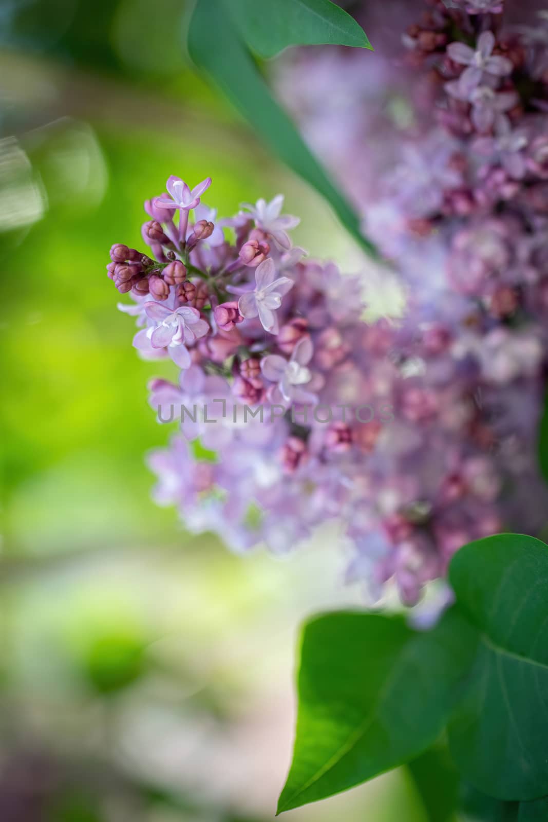 Branch of blossoming lilac on a sunny day close up on a blurred background.