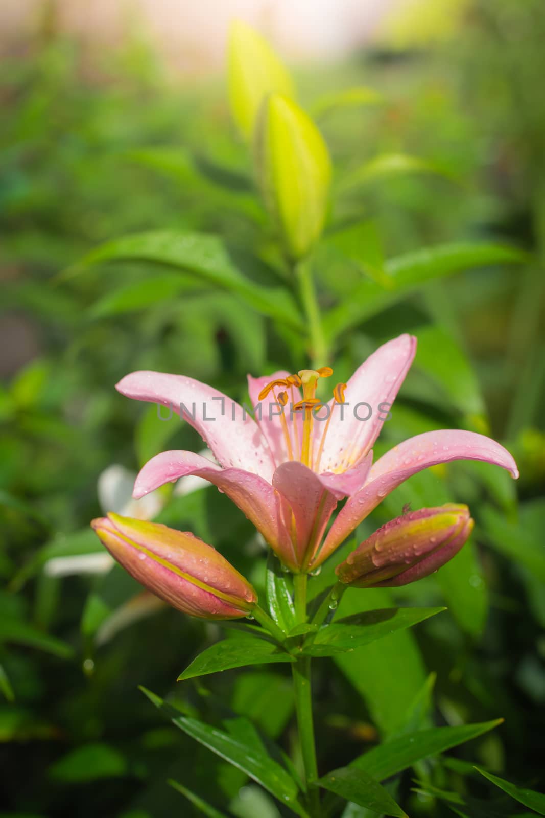 Beautiful flowers of pink lilies in the garden on a summer day.