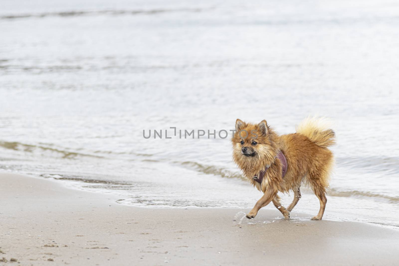 Little creamy brown fox color Norfolk Terrier dog playing with the salty sea water and running on the beach of the North Sea at Scheveningen, Netherlands