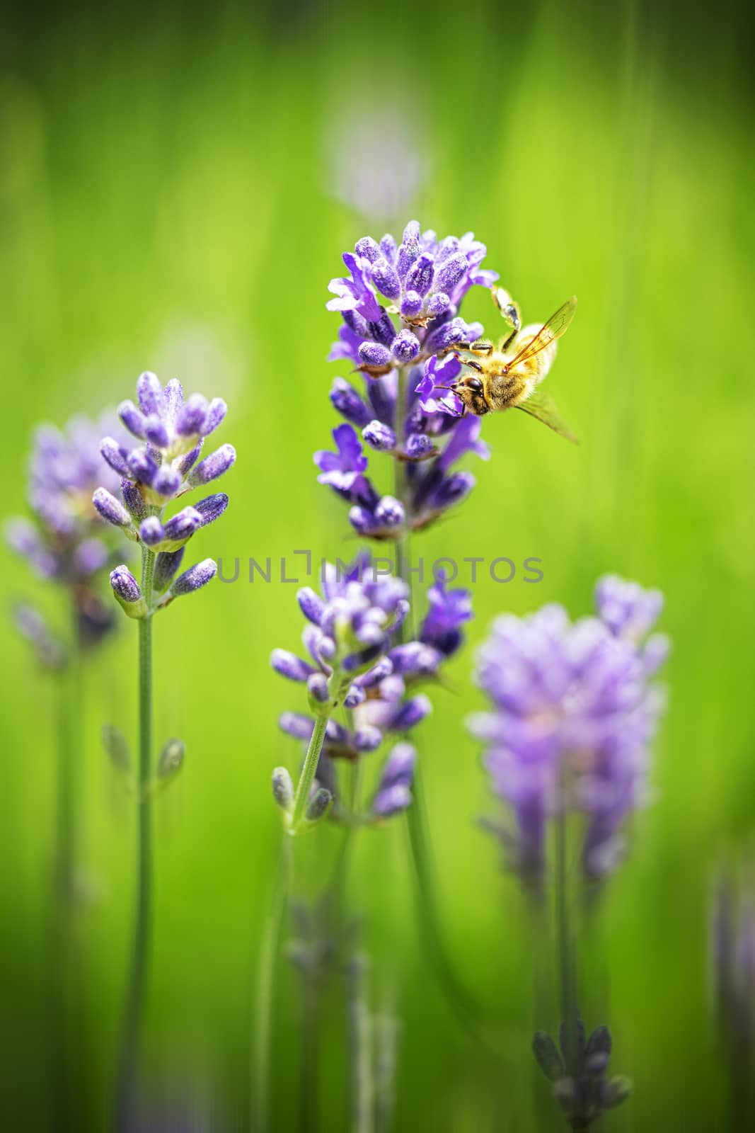 Honey bee landing on a blooming a purple lavender blossom collecting honey against a pur green background