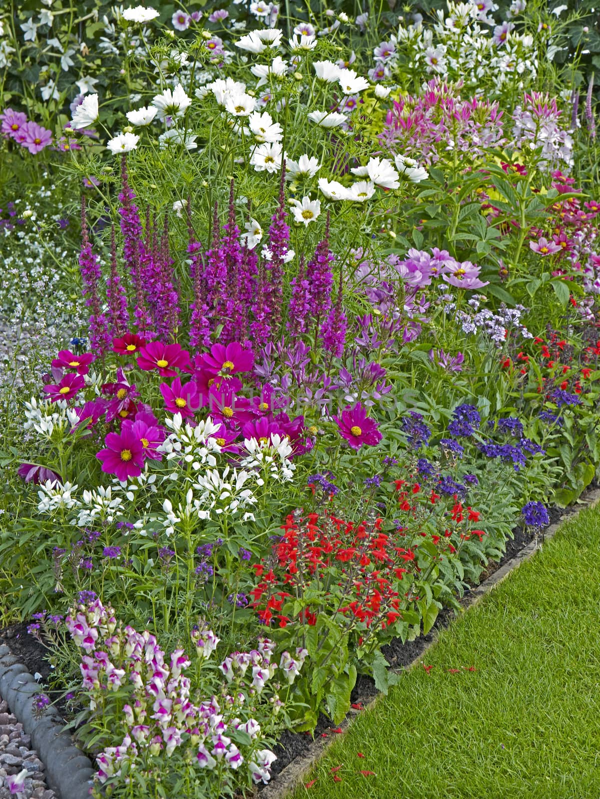 A colourful flower border with mixed planting including Cosmos and Salvia
