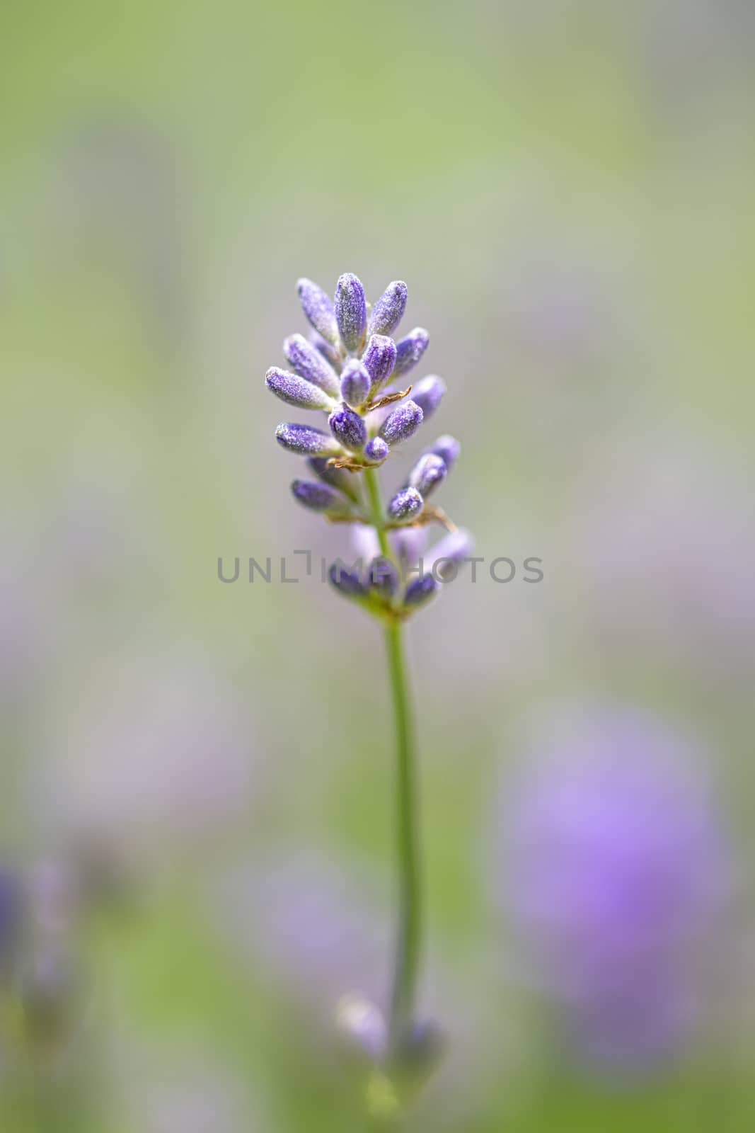 Lavender flower or blossom against a blur leaf and lavender background