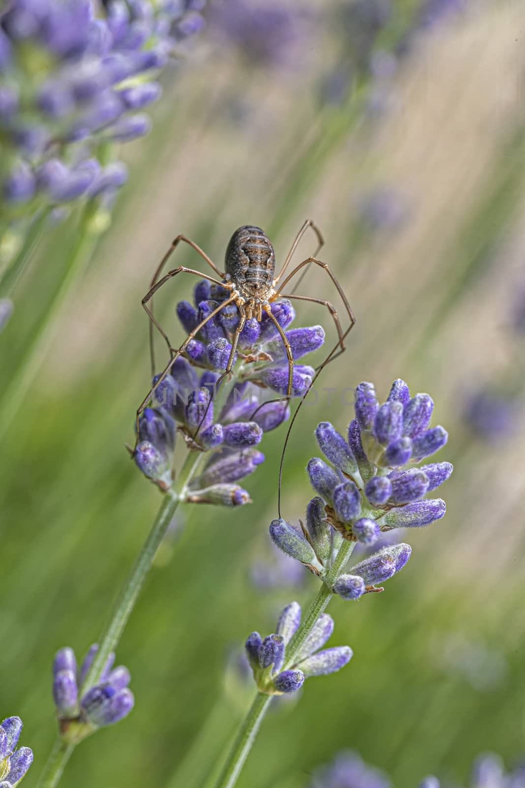 Huge spider laying on a purple lavender flower blossom waiting for insect to pass by to capture by ankorlight