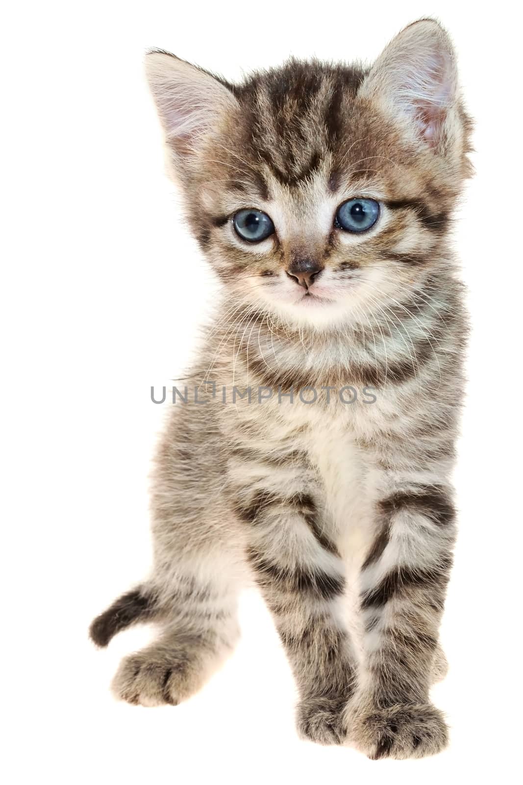 Shorthair brindled kitten crawling sneaking isolated on a white background.