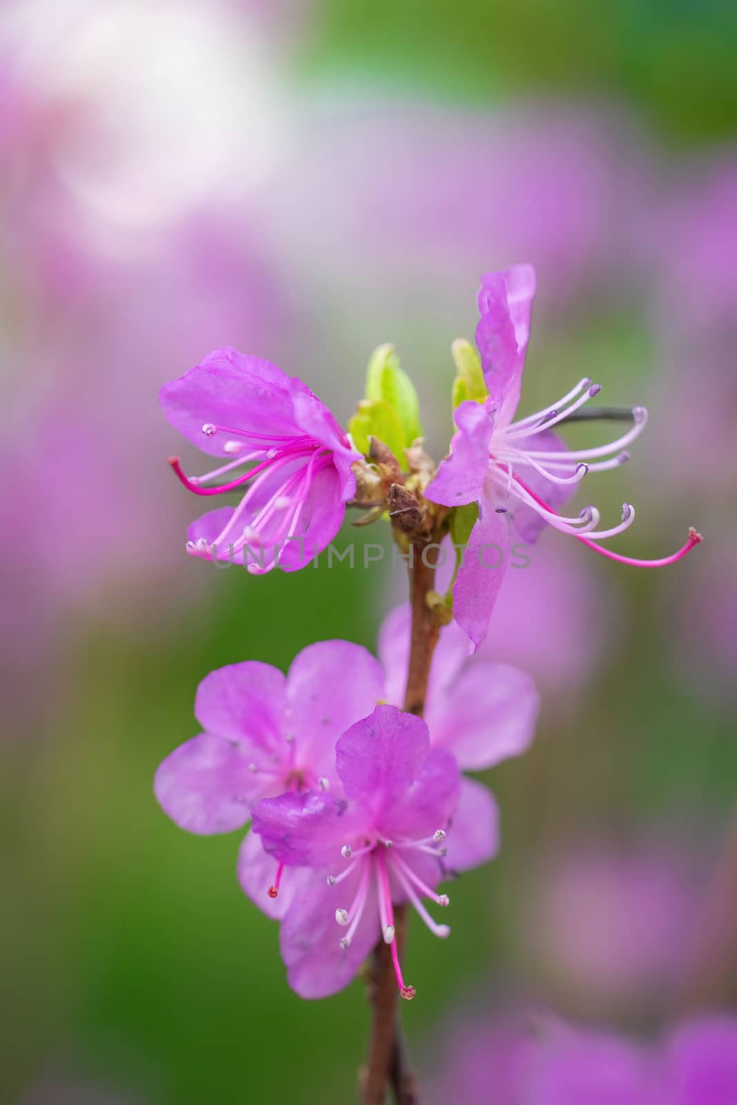 Spring flowering pink almond closeup in garden.