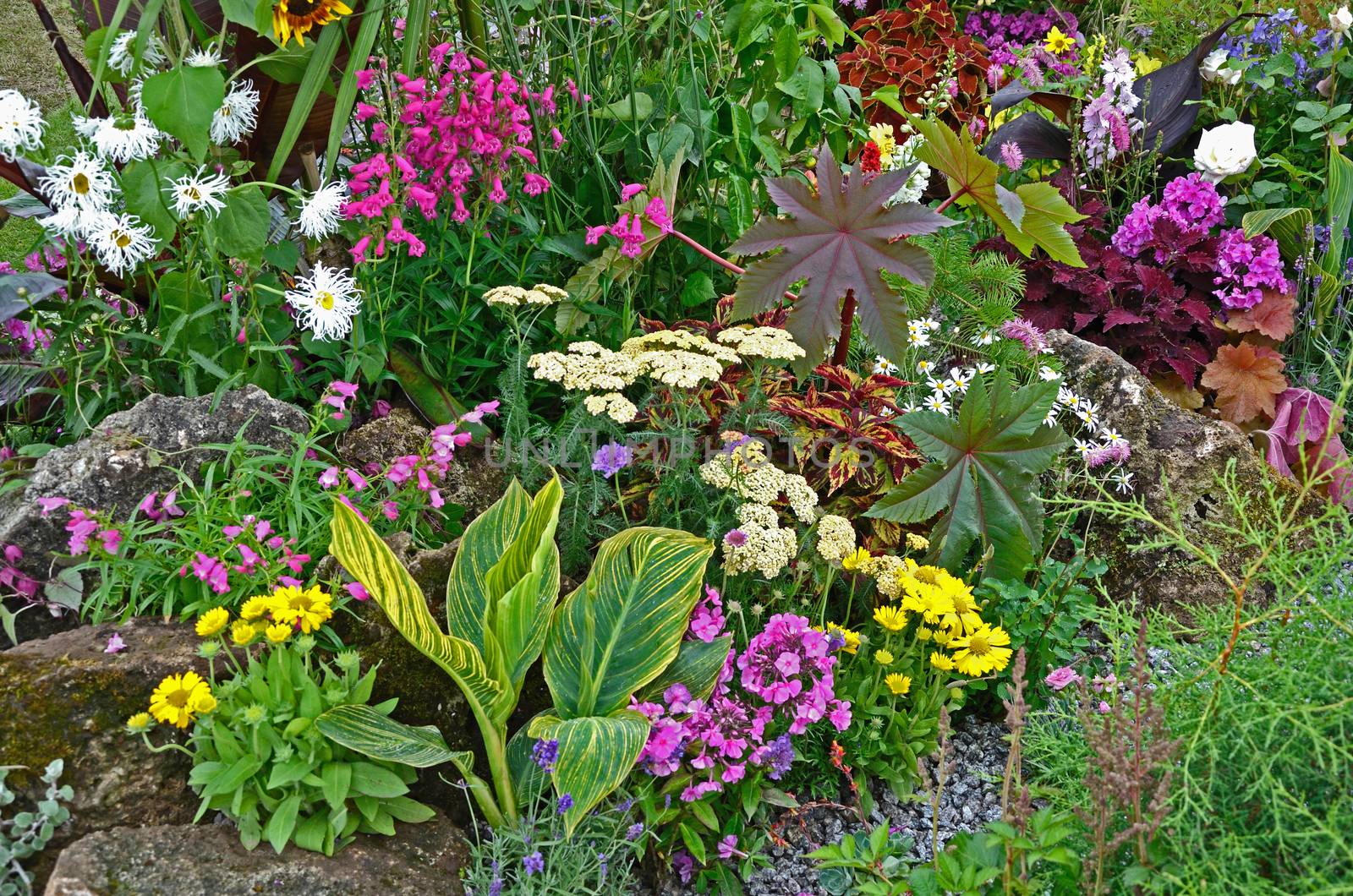A colourful rock border with wild planting of mixed flowers and plants