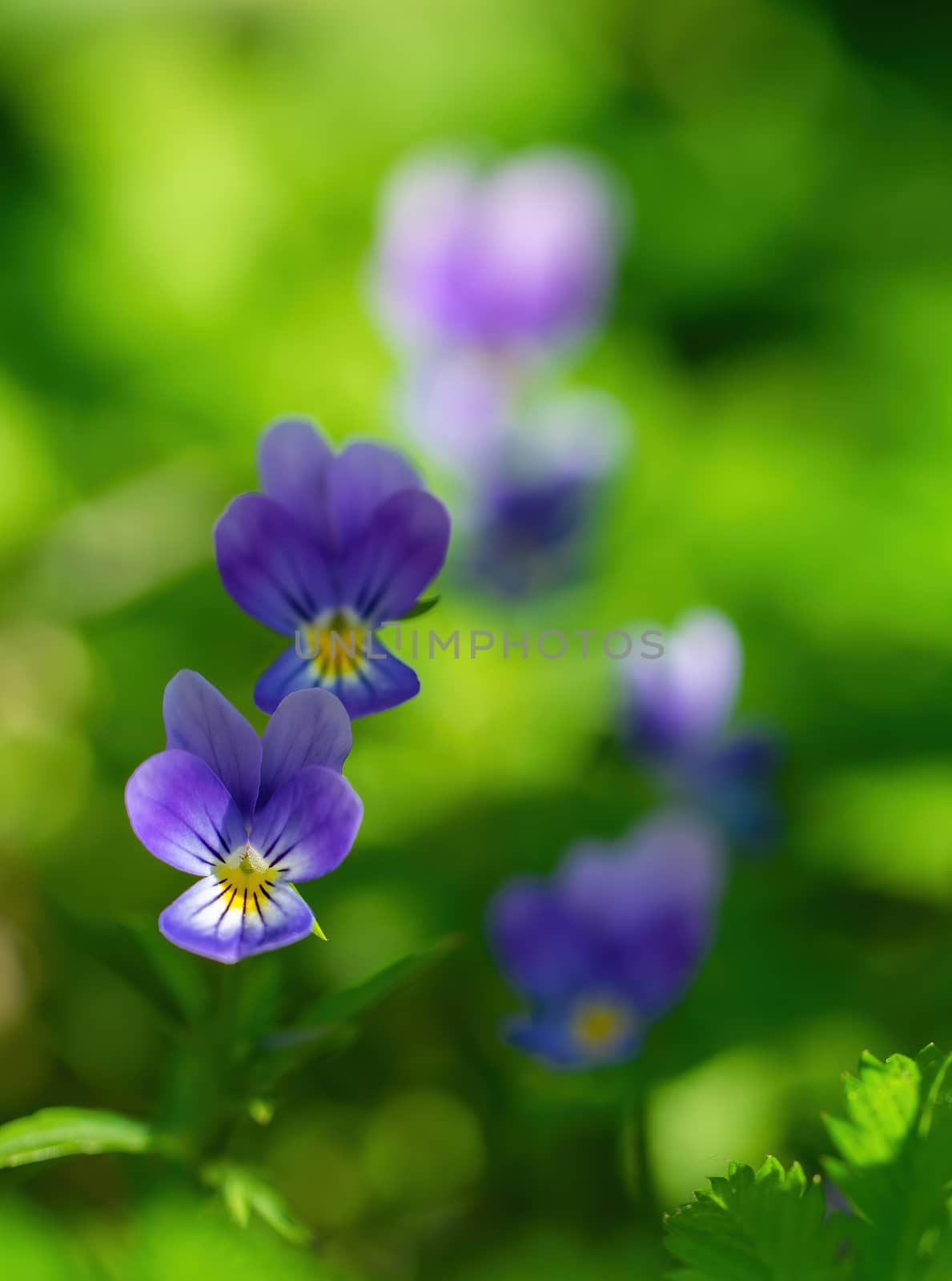Purple violet flowers close-up on a sunny day outdoors.