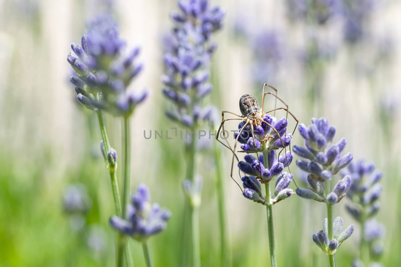 Huge spider laying on a purple lavender flower blossom waiting for insect to pass by to capture