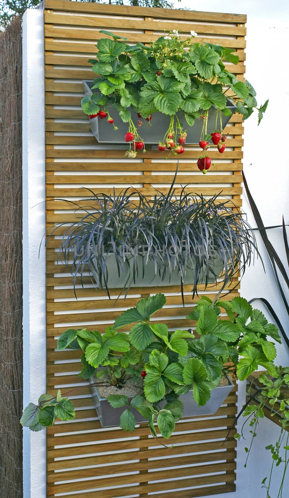 Display of wall hanging containers in a vertical garden with growing strawberries plants and herbs