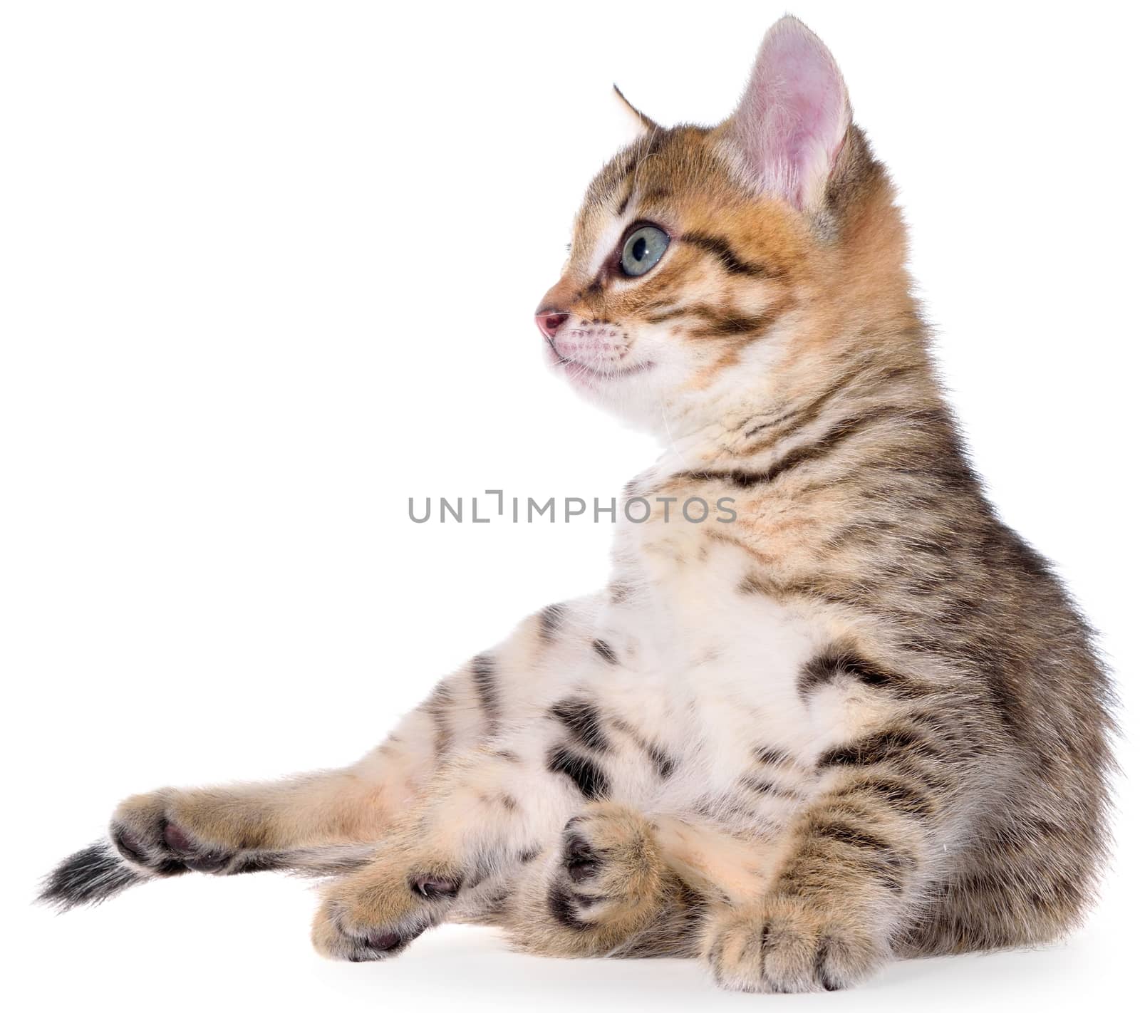 Shorthair brindled kitten on a white background