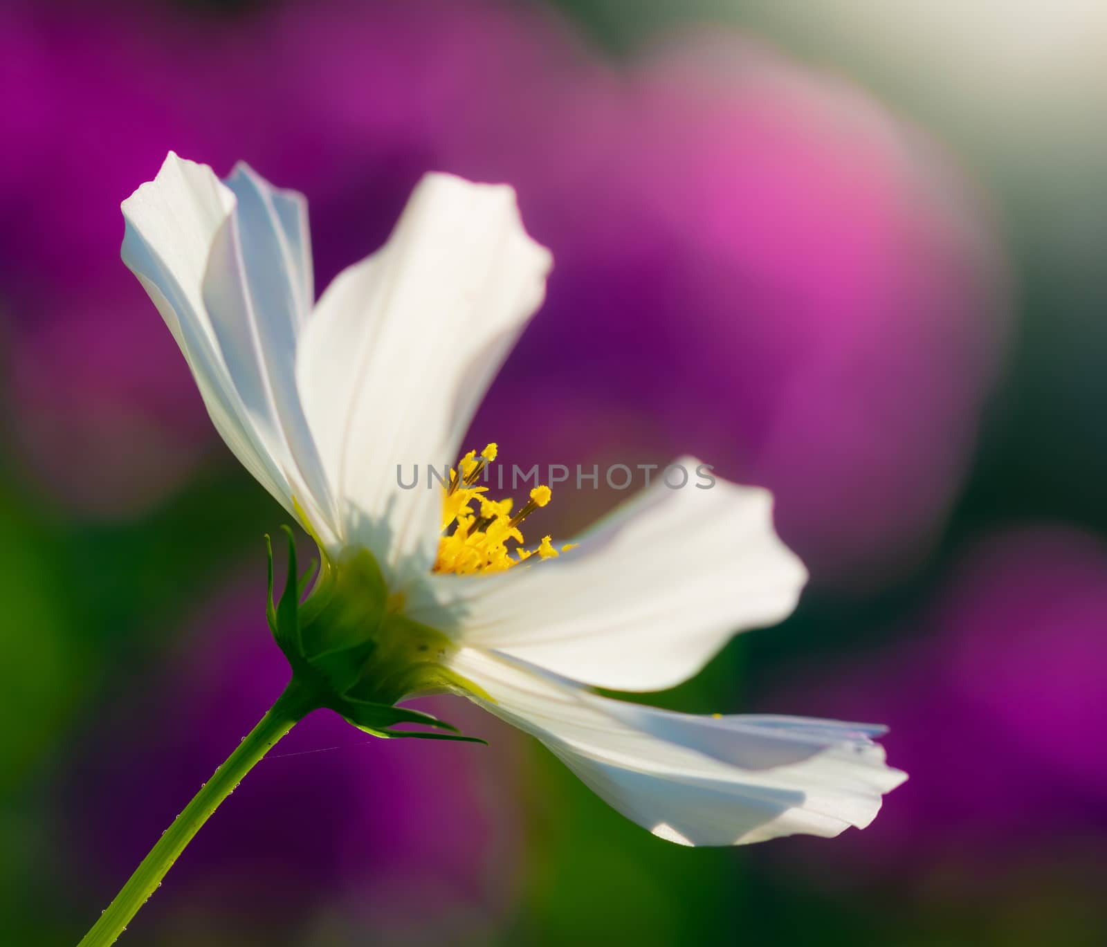 Cosmos flower Cosmos Bipinnatus with blurred background.