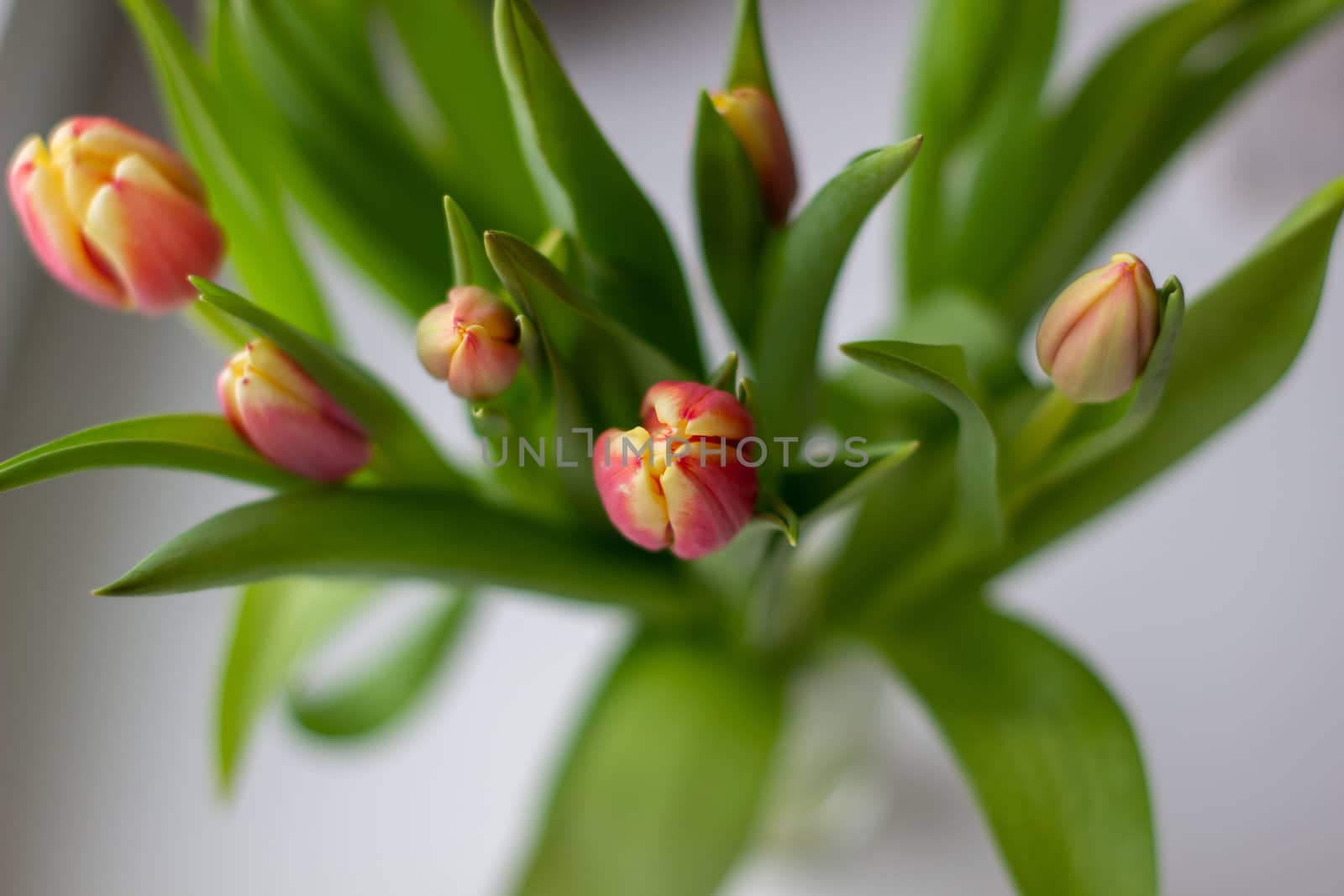 Beautiful tulips in a vase in the spring. by AnatoliiFoto