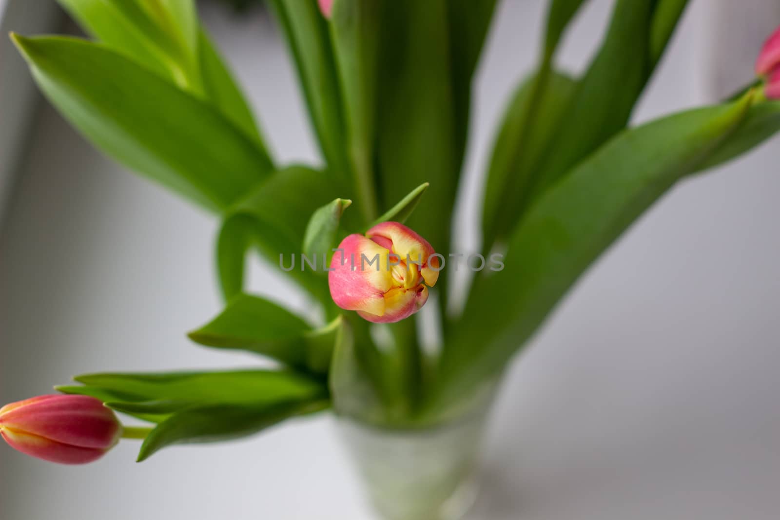 Beautiful tulips in a vase in the spring