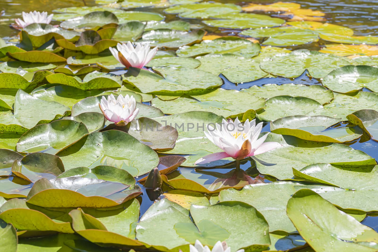 White water lily in a pond by ankorlight