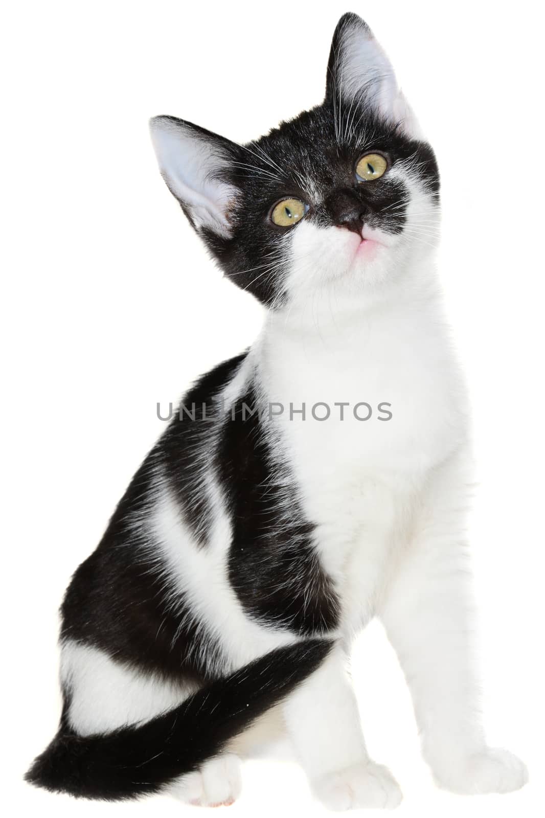 Bicolor black-white small shorthair kitten sitting isolated on a white background.