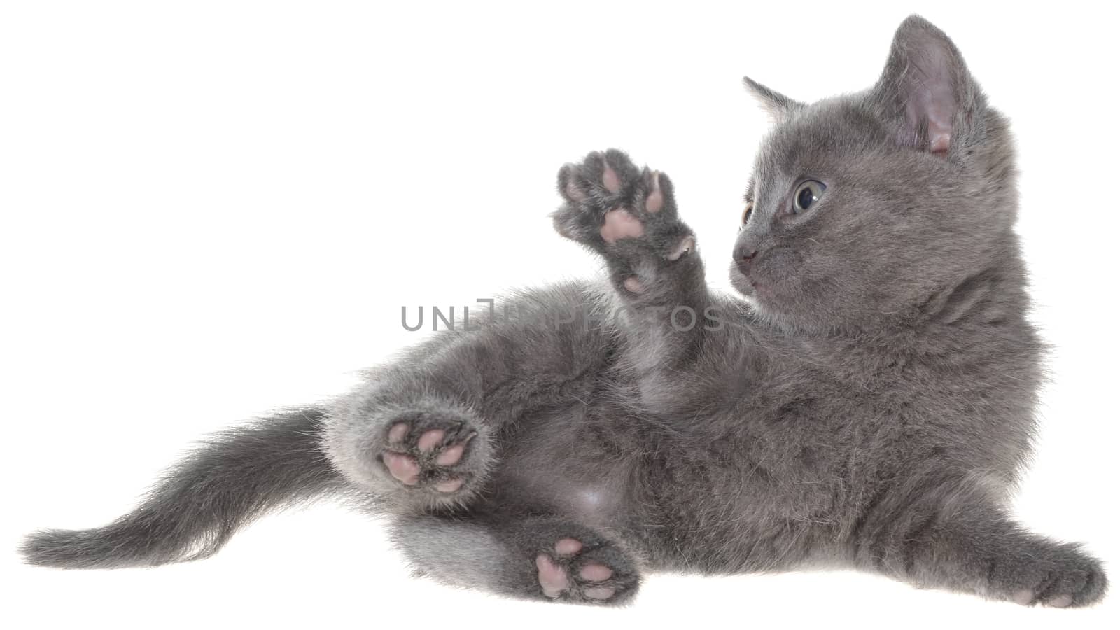 Small kitten playing isolated on a white background