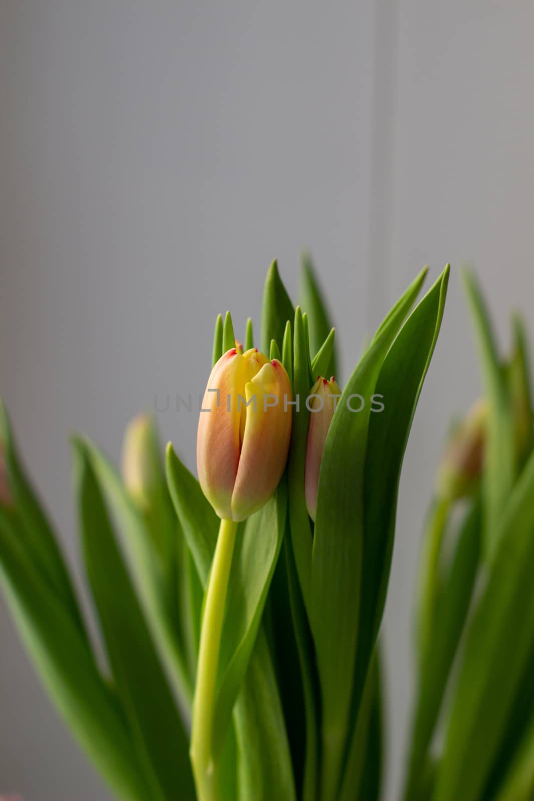 Beautiful tulips in a vase in the spring. by AnatoliiFoto