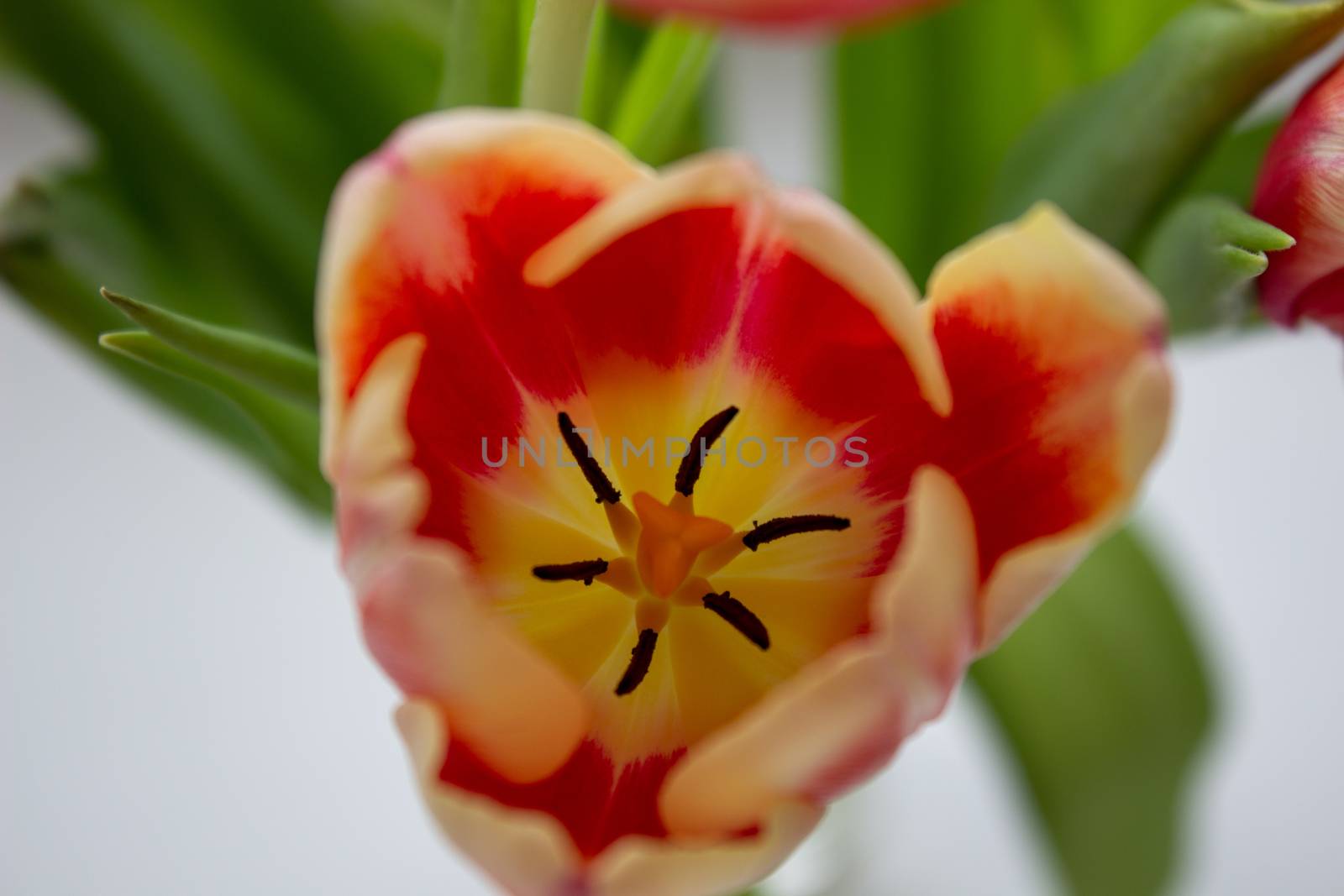 Beautiful orange tulips in a vase, close-up by AnatoliiFoto