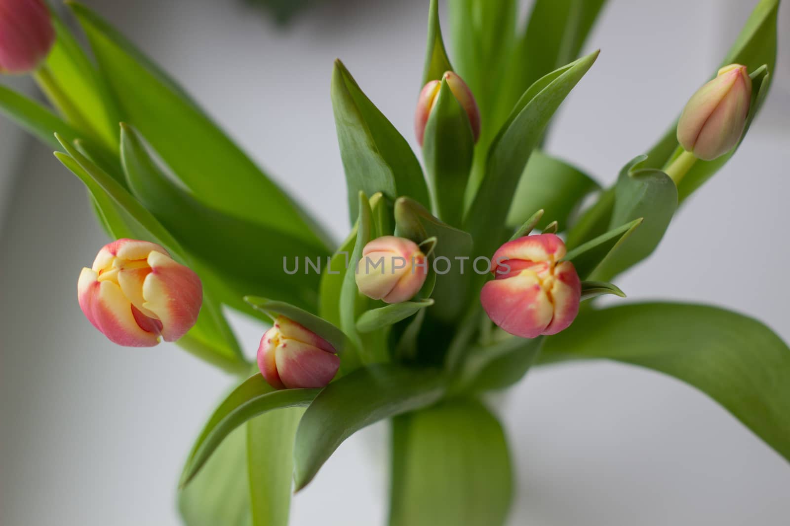 Beautiful tulips in a vase in the spring