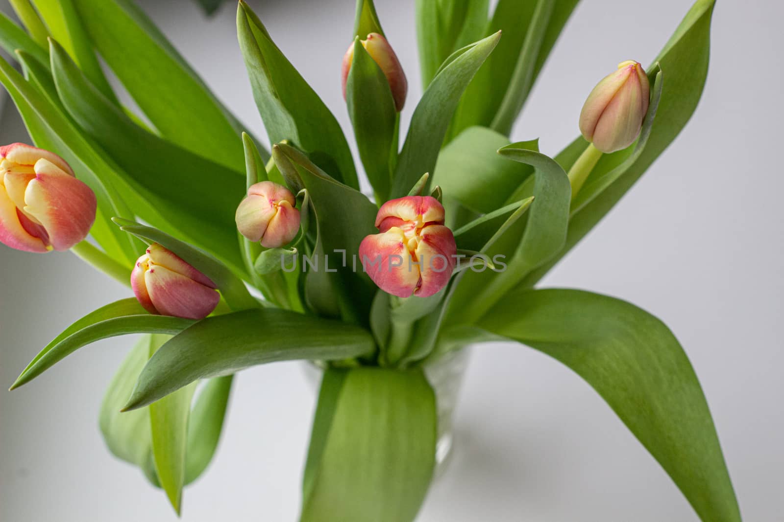 Beautiful tulips in a vase in the spring