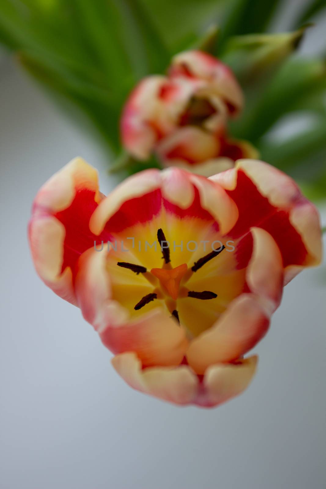 Beautiful orange tulips in a vase, close-up by AnatoliiFoto