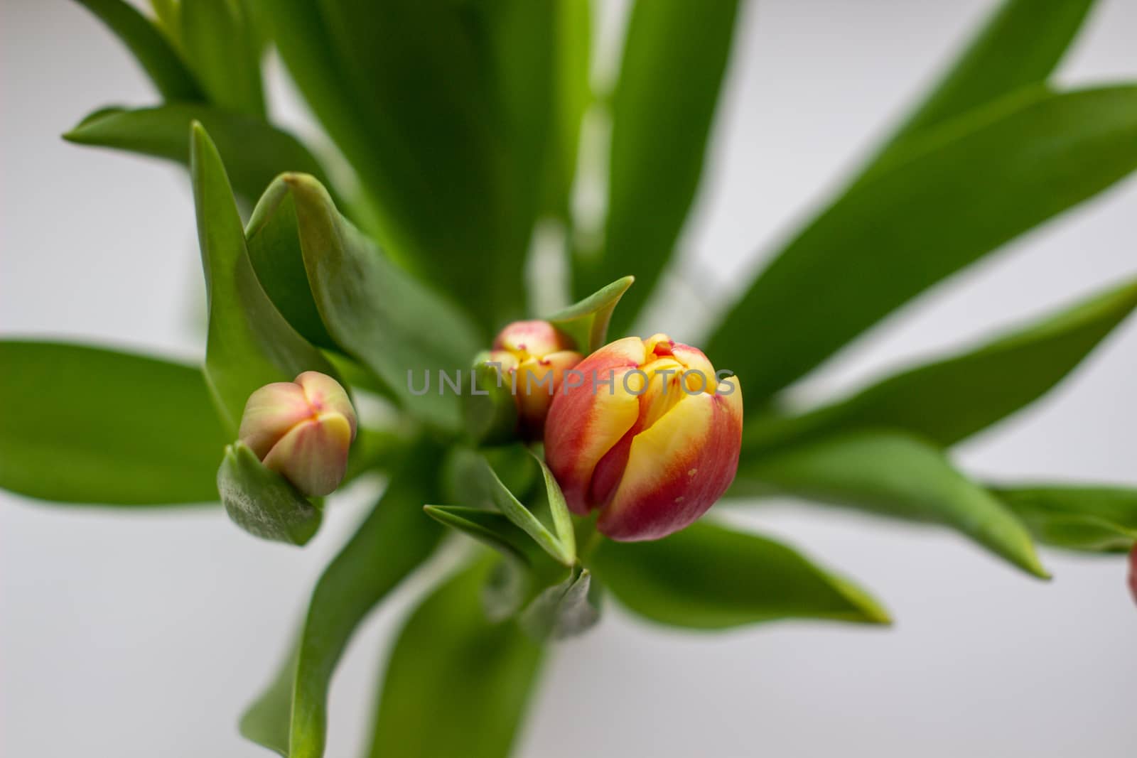 Beautiful tulips in a vase in the spring