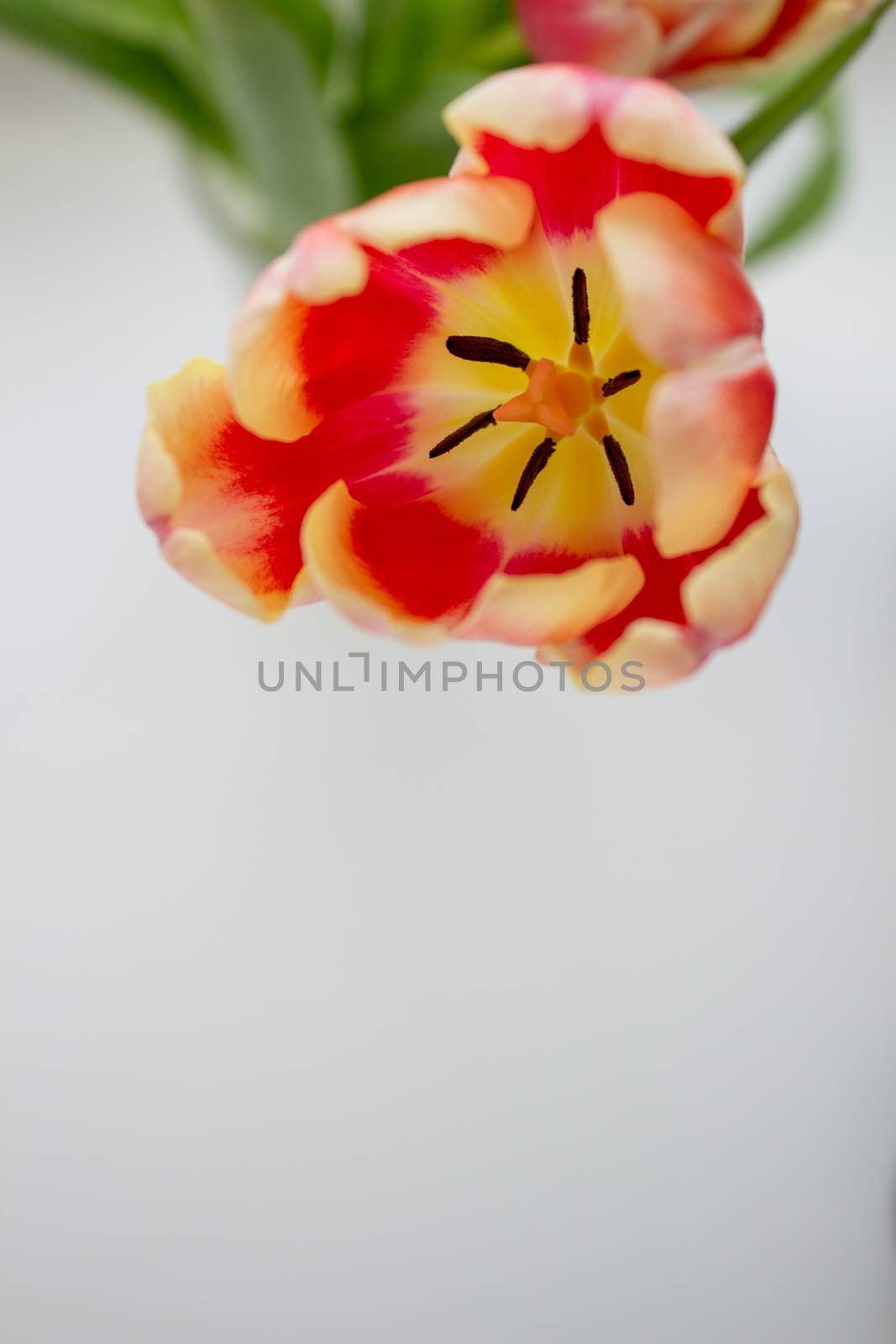 Tulip Bud close-up. Flowers. Romance love spring