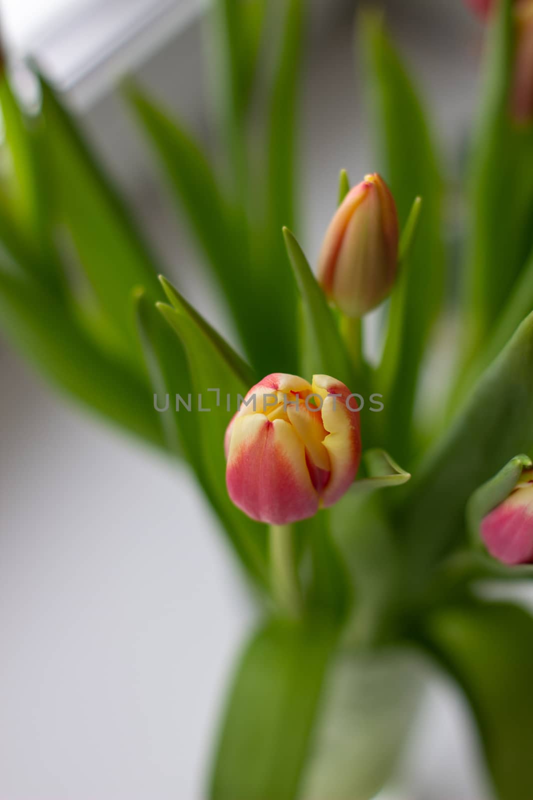 Beautiful tulips in a vase in the spring