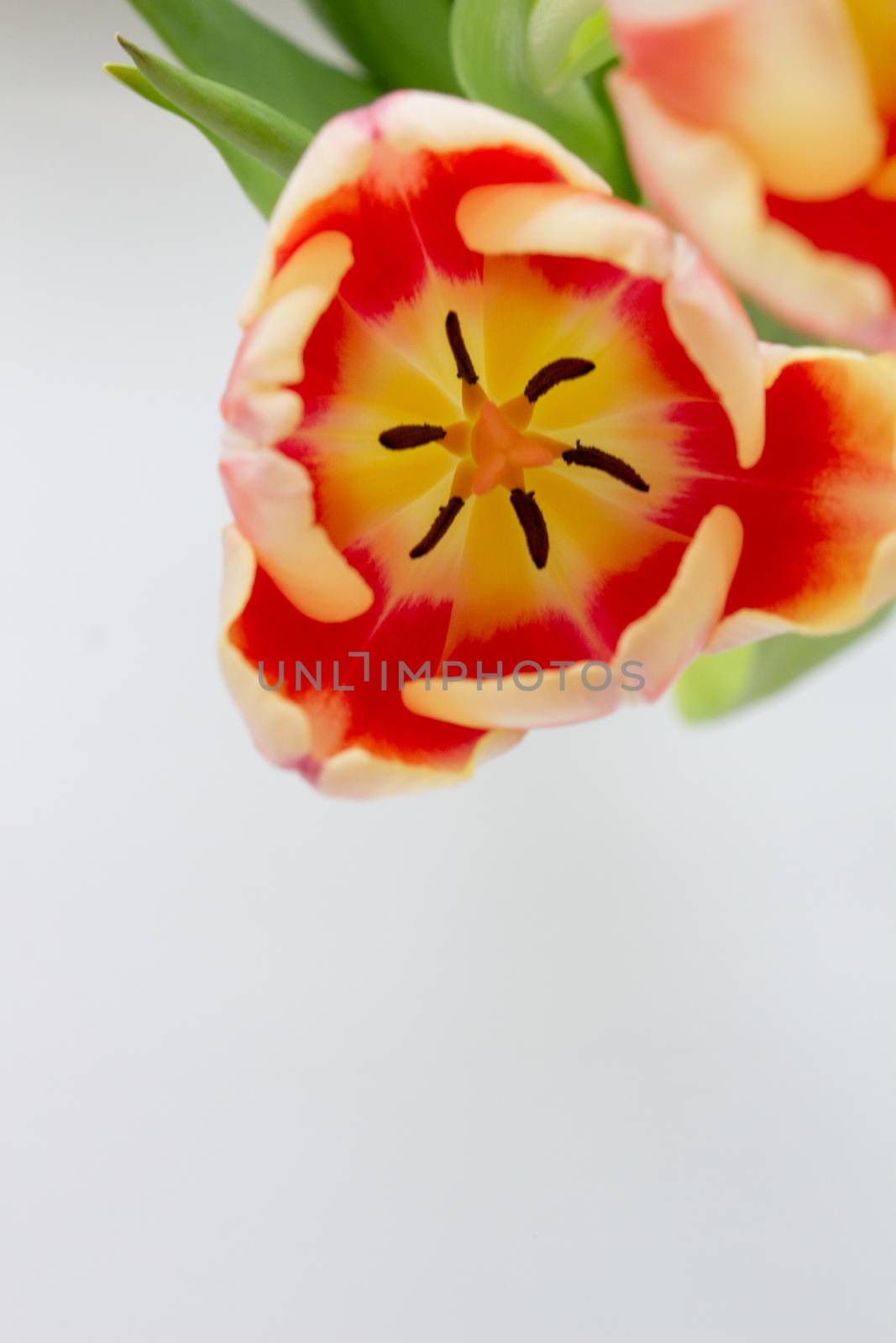 Beautiful orange tulips on a white background, close-up by AnatoliiFoto
