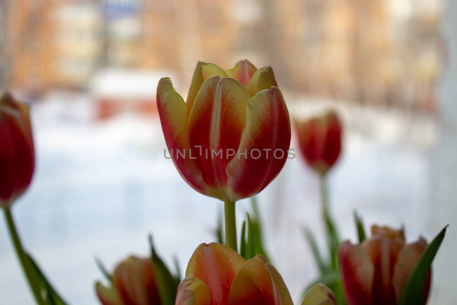 Beautiful orange tulips in a vase, close-up by AnatoliiFoto
