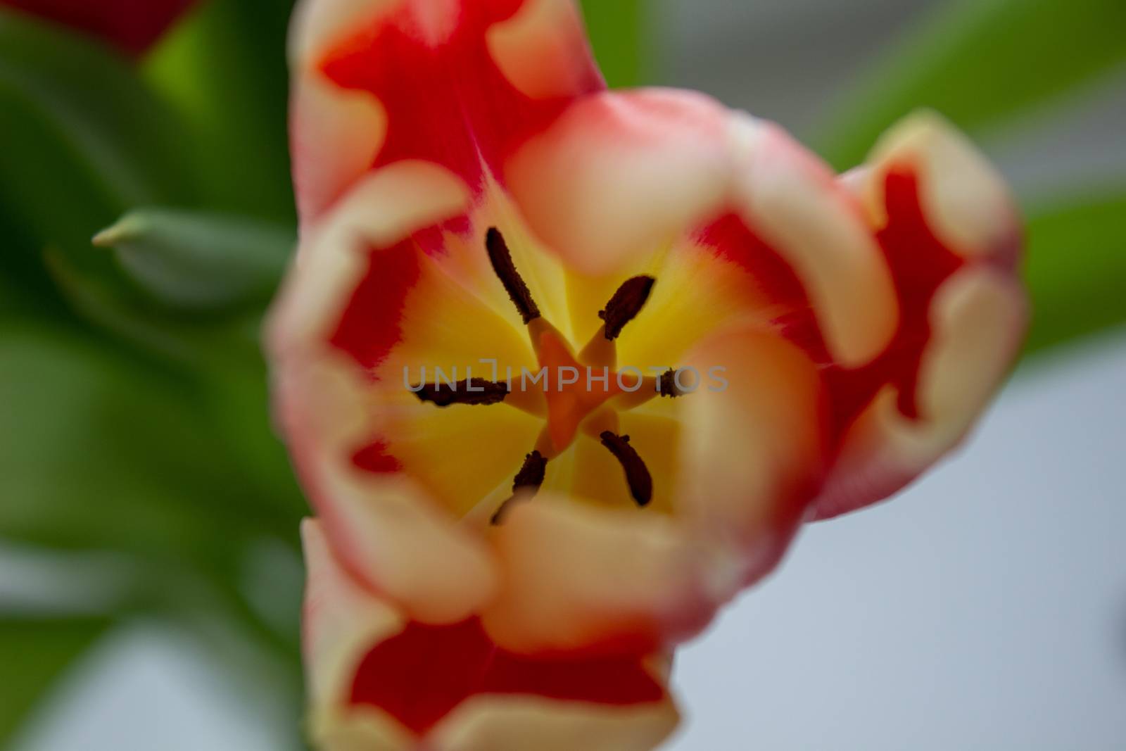 Beautiful orange tulips in a vase, close-up by AnatoliiFoto