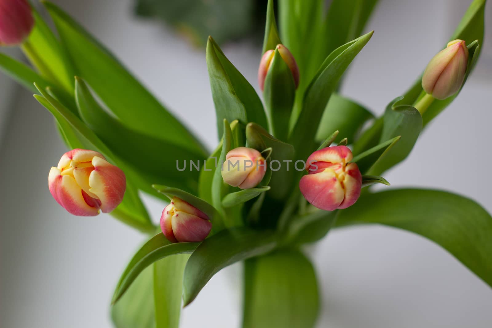 Beautiful tulips in a vase in the spring. by AnatoliiFoto