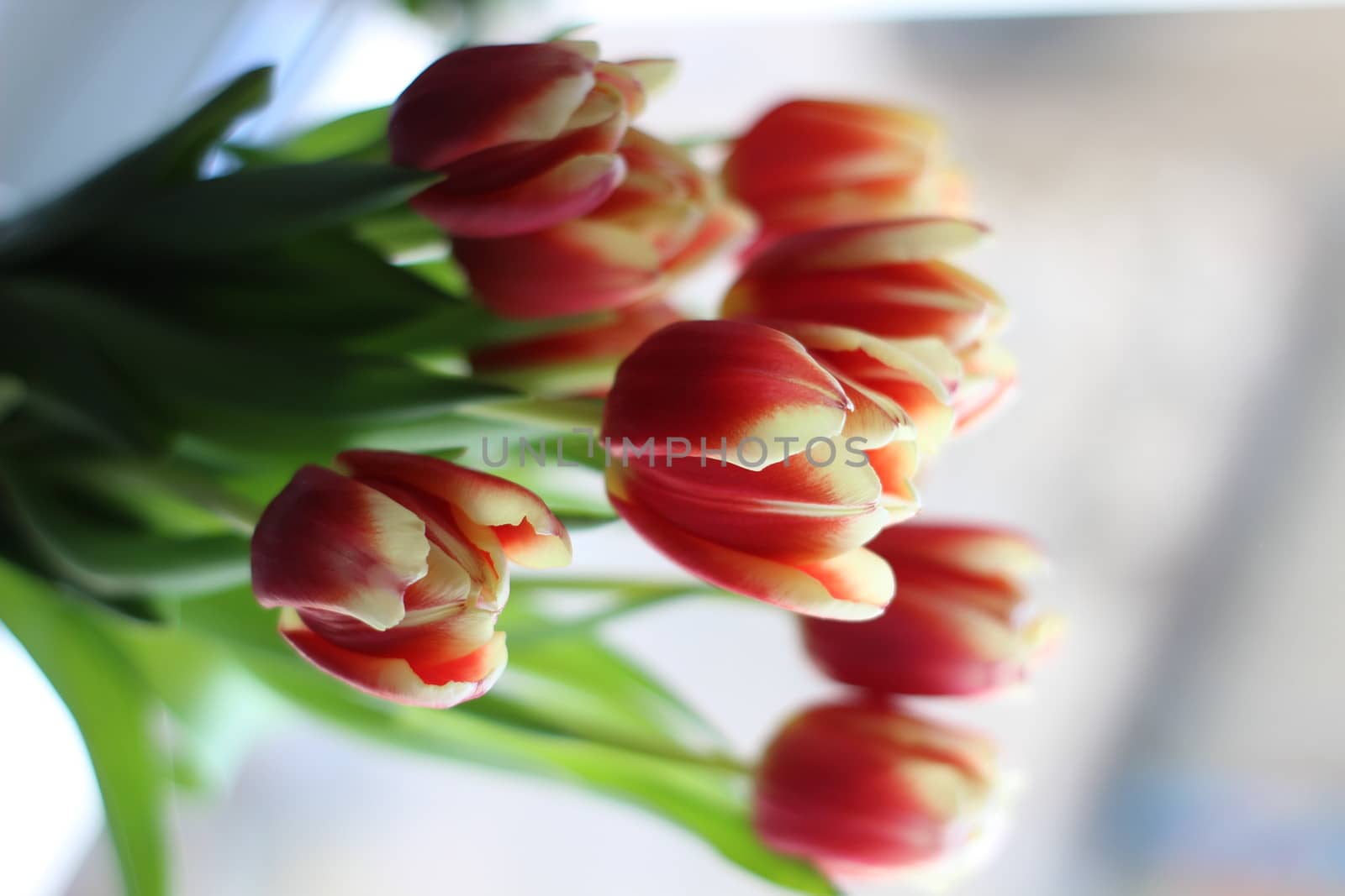 Beautiful tulips in a vase in the spring