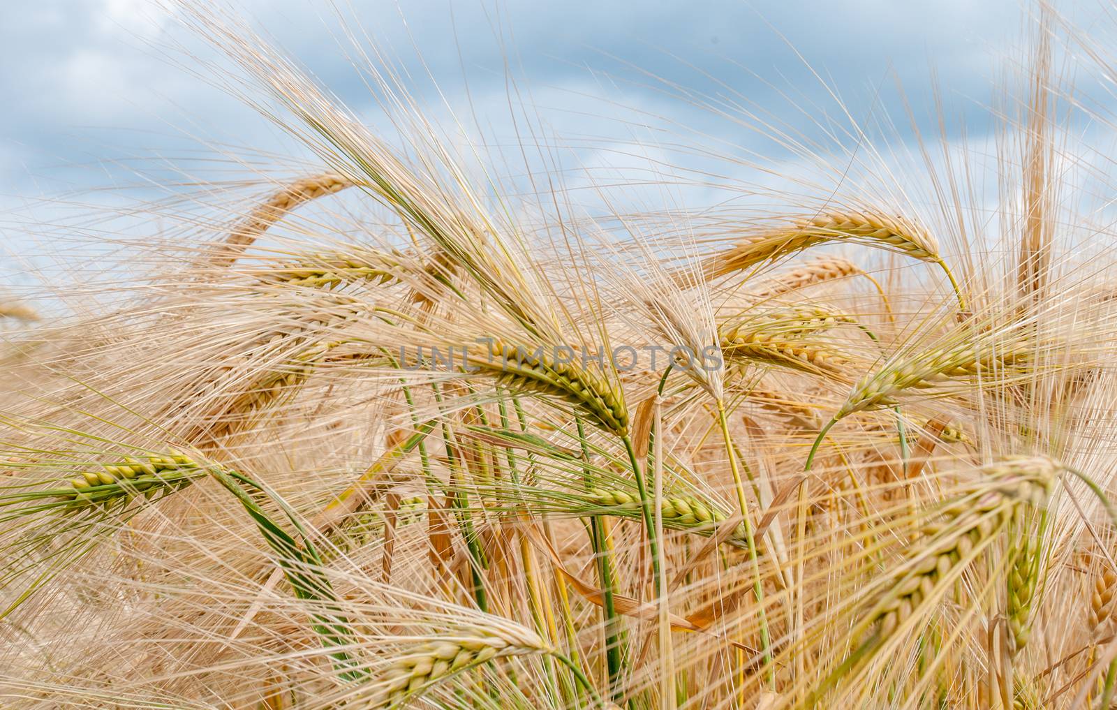 ripening barley in the sun by sirspread