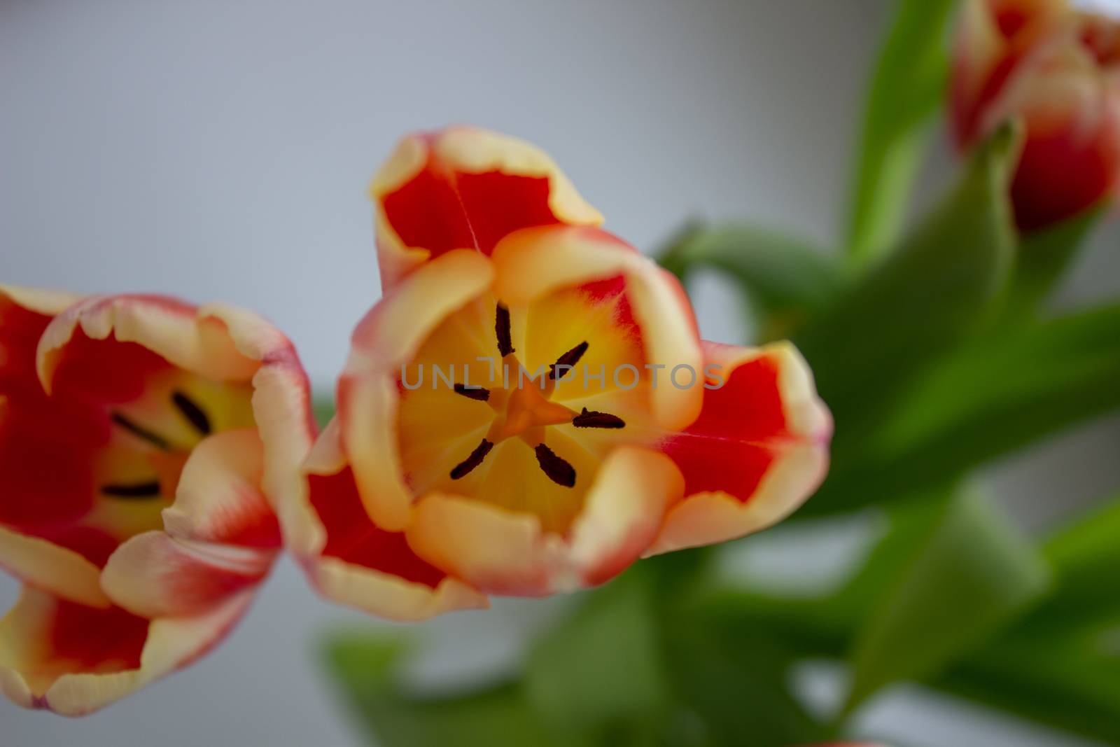 Tulip Bud close-up. Flowers. Romance love spring