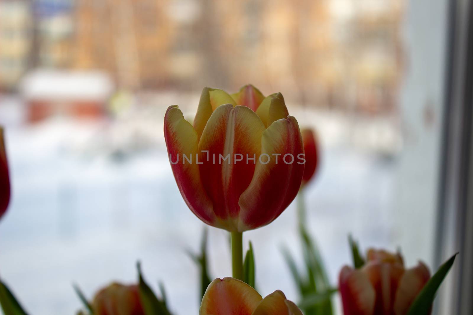 Tulip Bud close-up. Flowers. Romance love spring