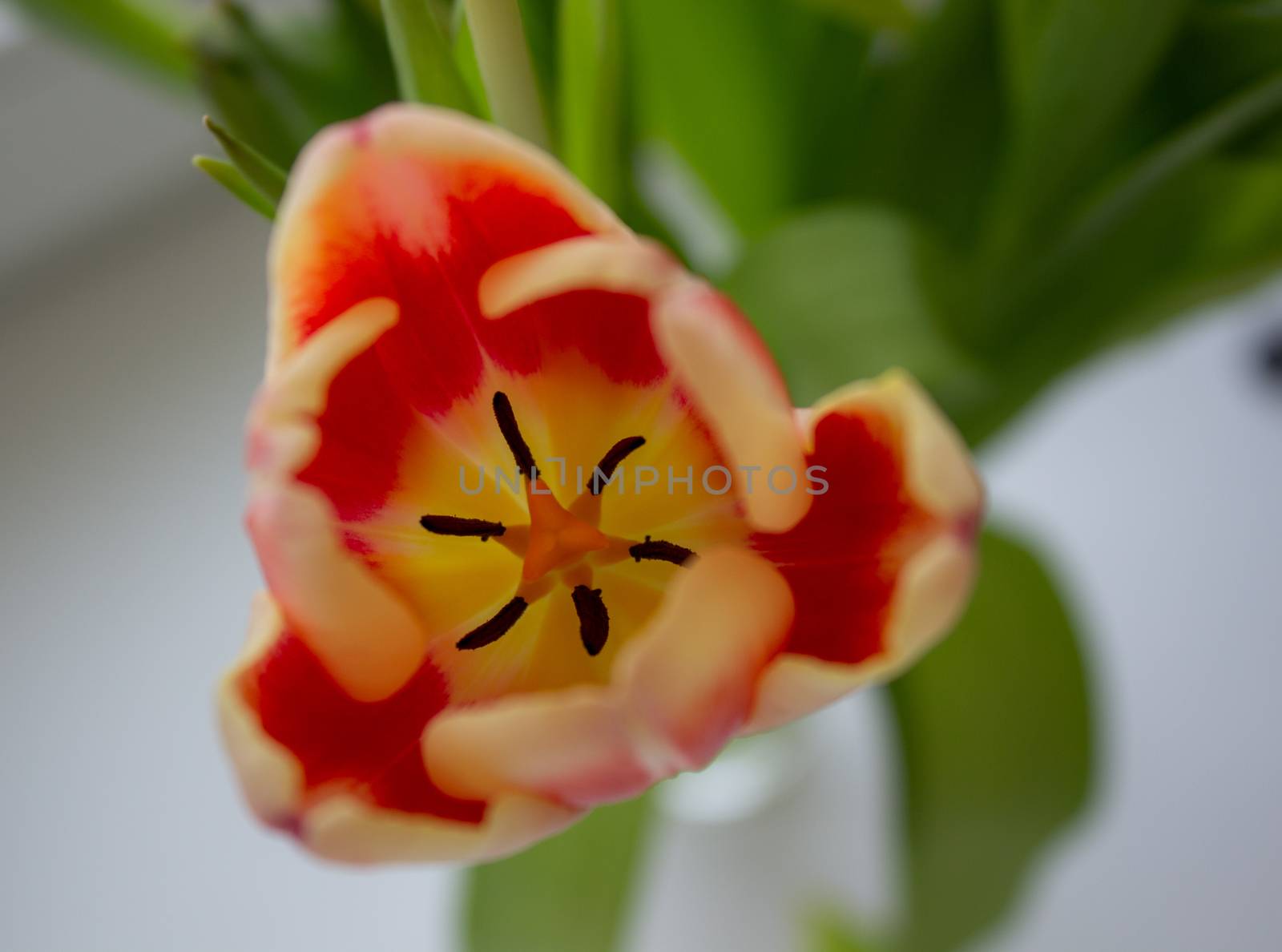 Tulip Bud close-up. Flowers. Romance love spring