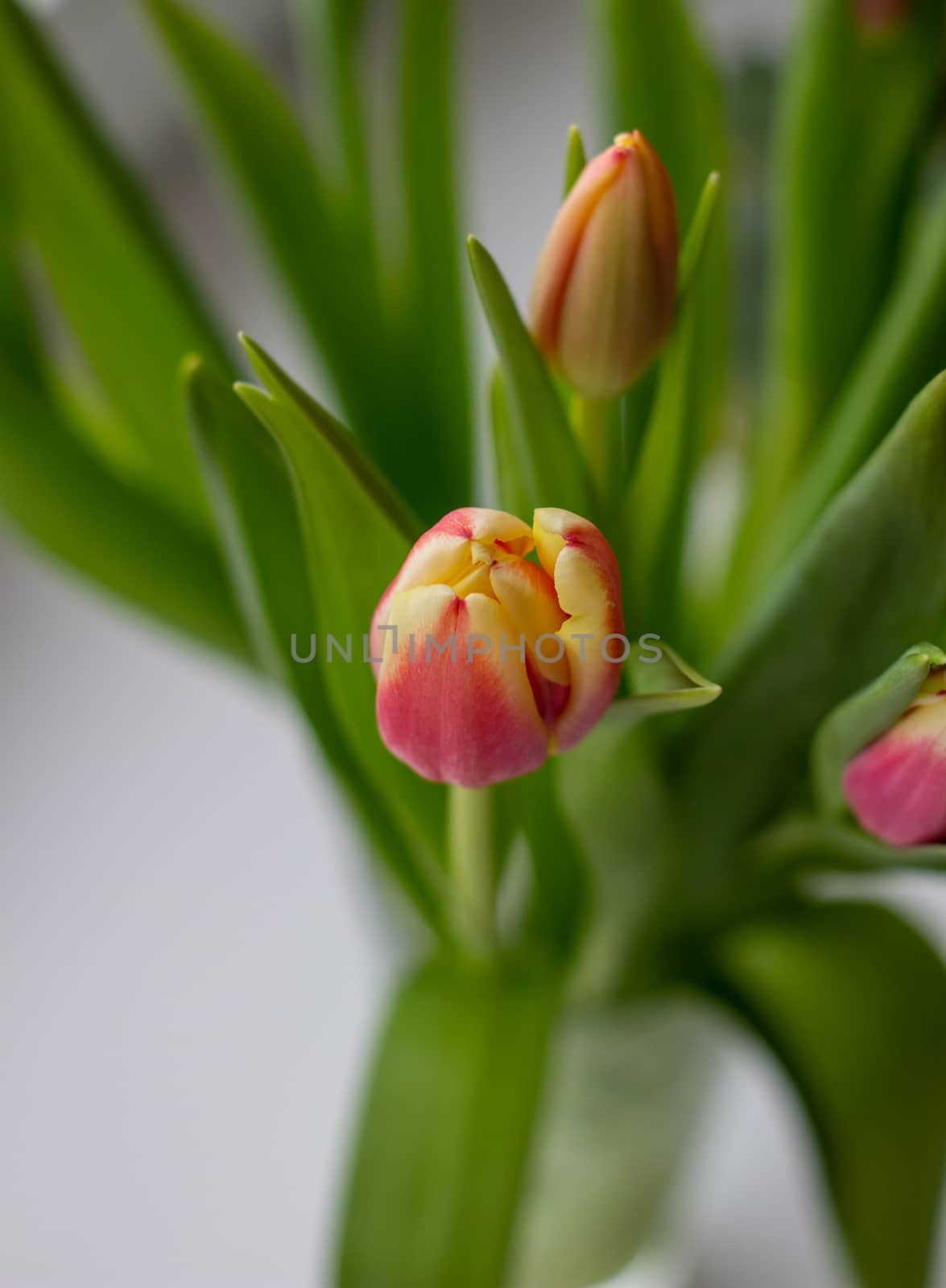 Beautiful tulips in a vase in the spring. by AnatoliiFoto