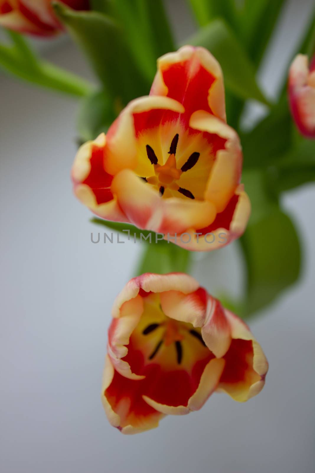 Beautiful orange tulips in a vase, close-up by AnatoliiFoto