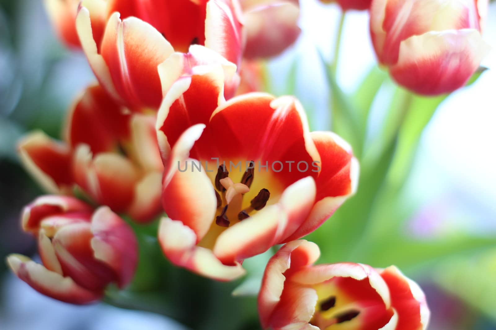 Beautiful tulips in a vase in the spring