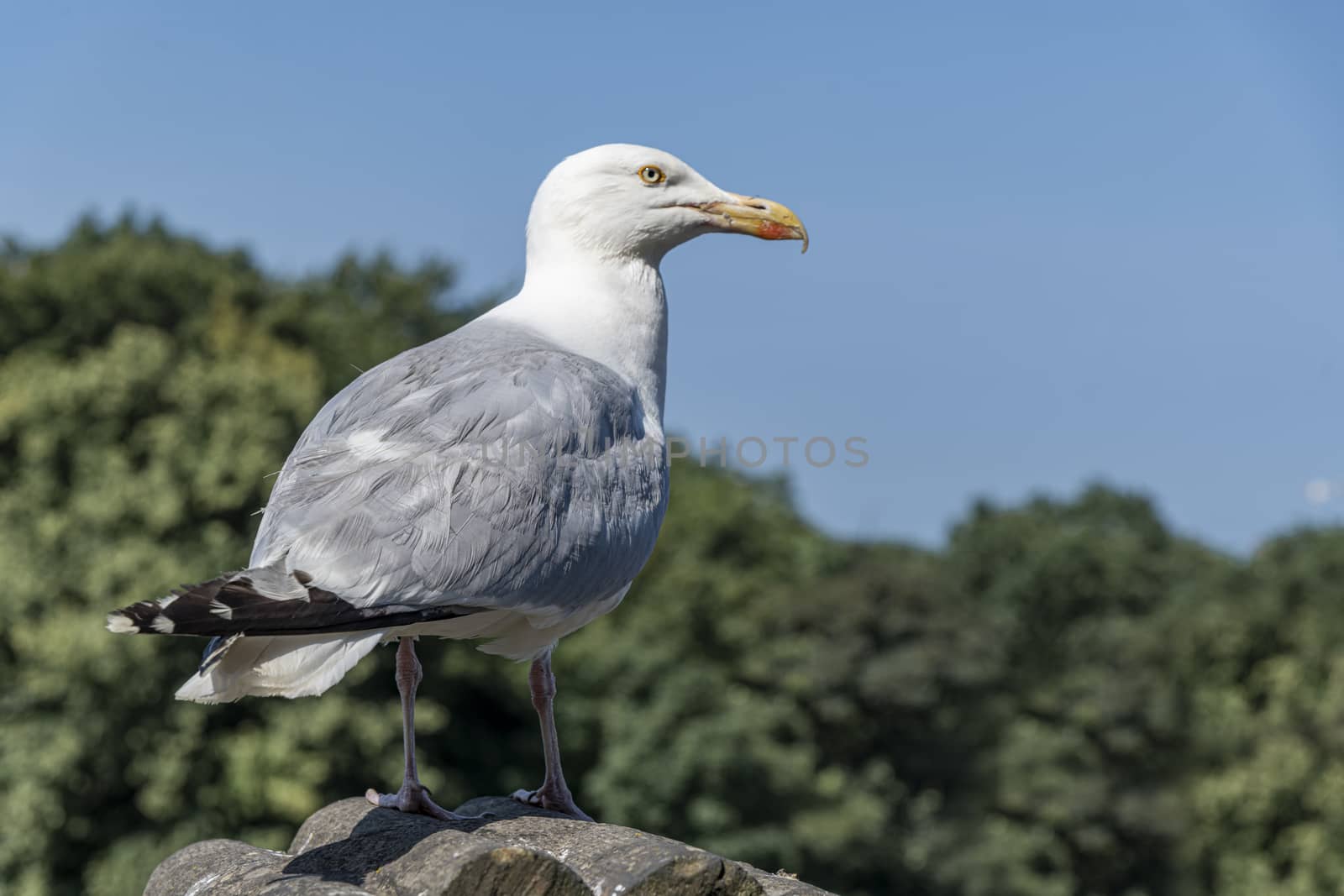 Seagull standing on the top a roof against the green tall tree canope by ankorlight