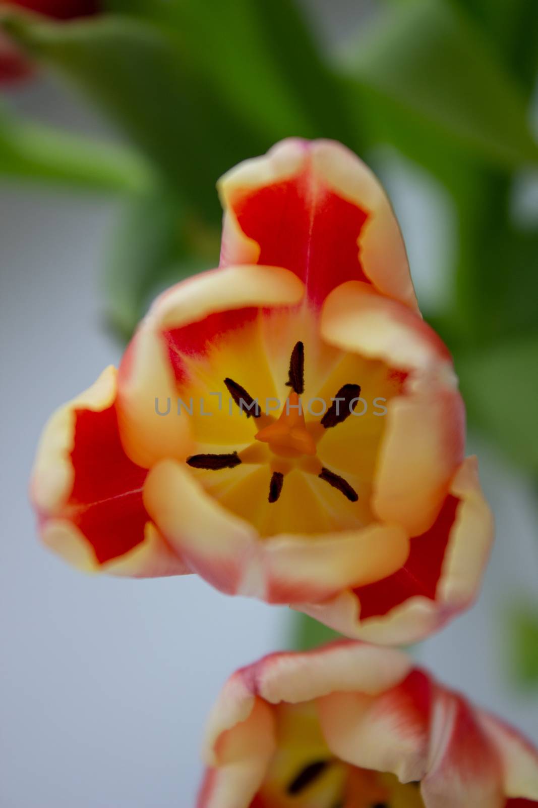 Beautiful orange tulips in a vase, close-up by AnatoliiFoto