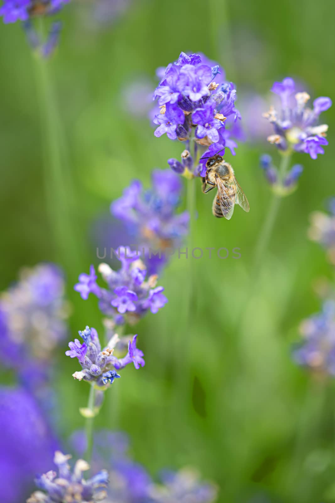 Honey bee landing on a blooming a purple lavender blossom collecting honey against a pur green background